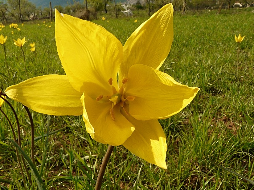 Tulipa sylvestris / Tulipano selvatico dei campi